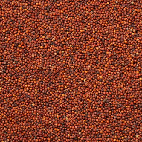Finger Millet (Ragi)