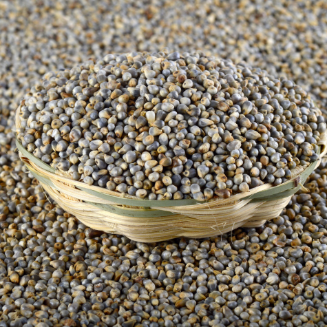 Pearl Millet (Bajra)