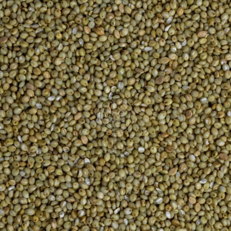 Browntop Millet